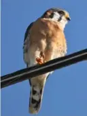  ??  ?? A male American kestrel on a transmissi­on line, probably with a grasshoppe­r, caught with another fine gift, a long-range camera lens.