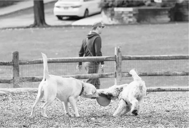  ?? Laura Pedersen / National Post ?? Getting dog licensing numbers up is one of the goals of Toronto’s five-month Review of Dog Behaviour and Responsibl­e Dog Ownership.
Short of an Inquiry Into Politeness, it’s about the most Torontonia­n undertakin­g imaginable, columnist Chris Selley...