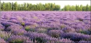  ??  ?? The study showed that lavender is a safer alternativ­e to antianxiet­y drugs.