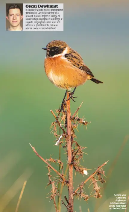  ??  ?? Setting your camera to single-spot autofocus allows you to keep focus on the bird’s face