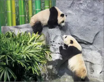  ?? YU RUIDONG / CHINA NEWS SERVICE ?? Panda cubs Jia Panpan and Jia Yueyue frolic during the official opening of Panda Passage at the Calgary Zoo on Monday.