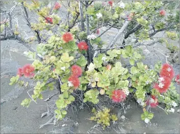  ?? Rapid Ohia Death Working Group photos ?? The ohia tree is a critical part of the ecosystem in Hawaii. As one of the first trees to colonize lava flows, it is a pioneer species. It is also a keystone of the rain forest — making up 80 percent of the forest canopy.