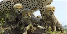  ?? RICHARD JONESL/DISCOVERY VIA AP ?? This image released by Discovery shows Cheetah cubs from episode two of “Serengeti,” a six-part series premiering Sunday.