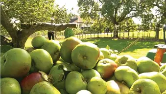  ??  ?? The Secret Orchard range of ciders are made from the fruit of old orchards, just like the one at Grange Farm.