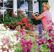  ??  ?? Auch das gehört zu ihrer täglichen Arbeit: Margit Vogt gießt die Blumen auf der Terrasse und die Tomaten im Garten. Fens terputzen aber ist nicht ihre Aufgabe.
