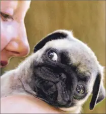  ?? CP FILE PHOTO ?? Abigail, a pug puppy, shies away from owner Becky Nameczek, 12, during a dog show in Peterborou­gh last summer.