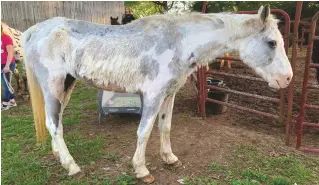  ??  ?? TOP: Cupid’s early in the rehabilita­tion process. As his skin healed and his hair began to grow back, we could tell he was going to be a Medicine Hat!