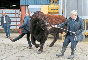  ?? ANDREW MILLIGAN AFP/GETTY IMAGES ?? British Prime Minister Boris Johnson tries to steer a bull during a visit to a farm near Aberdeen, Scotland, on Friday. He was in Scotland in campaign mode despite failing to call an early election.