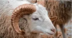  ?? Foto: Cityfarm ?? 20 000 Studenten und vier Schafe gibt es jetzt an der Uni Augsburg. Die Schafe sind als lebende Rasenmäher auf dem Campus im Einsatz.