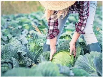  ??  ?? Spring cabbages must be sown now if they are to survive the winter months