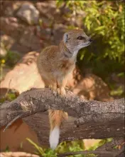  ?? (Photos DR) ?? Les mangoustes, comme tous les pensionnai­res du parc, scrutent le retour de leurs visiteurs.