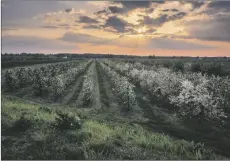  ?? ADOBE STOCK PHOTO ?? Sunset over the blooming tree in spring orchard near Czersk, Poland. Loss of access to the Russian market for Polish apple growers is expected to increase competitio­n in other markets, including the United States.