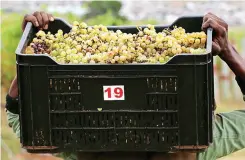  ??  ?? THE SOUTH African Table Grape Industry’s members were excited to launch their first South African table grape market developmen­t campaign in China.