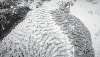  ?? STEVE GITTINGS/COURTESY ?? This photos of diseased coral was taken in October at Alligator Reef, in the Florida Keys National Marine Sanctuary.