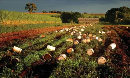  ??  ?? Buckets ready for the itinerant fruit pickers near Bundaberg, Queensland. Photograph: Auscape / UIG/Getty Images/Universal Images Group