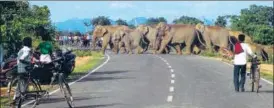  ?? HT PHOTO ?? A herd of wild elephants crosses a road at Sonahatu in Ranchi.