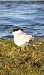  ??  ?? On 28th, this smart Gull-billed Tern dropped in for two days at Carrickfin, Co Donegal.