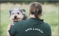  ?? PICTURES: JONATHAN GAWTHORPE. ?? FRIEND IN DEED: Above, Norma Anderson with Nala at Carr House Rescue Centre in Hull where she has been awarded a £300,000 contract for rehousing over 700 dogs a year.