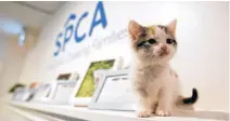 ?? TIM KROCHAK • THE CHRONICLE HERALD ?? A kitten sits on a shelf in the veterinary clinic at the Nova Scotia SPCA shelter in Dartmouth on Wednesday.