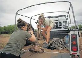  ??  ?? HEAVE-HO: Courtney Marneweck helps to lift a sedated wild dog by its front paws while Kelsey Hattingh from the Wildlife ACT Fund lifts its rear paws