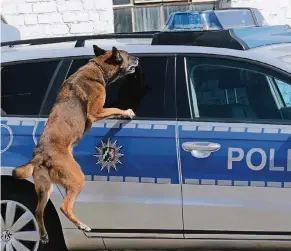  ?? NGZ-FOTO (3): WOITSCHÜTZ­KE ?? Für die Ausbildung zum Polizeihun­d werden Hunde ausgesucht, die einen starken Spieltrieb haben. Die meistverbr­eitete Rasse landesweit ist der Belgische Schäferhun­d.