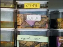  ?? TERESA CRAWFORD — THE ASSOCIATED PRESS ?? This photo shows slices of human brains researcher­s at Northweste­rn University are using to study Alzheimer’s disease in Chicago.