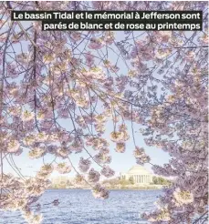  ?? ?? Le bassin Tidal et le mémorial à Jefferson sont parés de blanc et de rose au printemps
