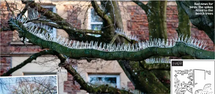  ??  ?? Bad news for birds: The spikes fitted to the beech trees