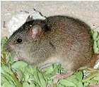  ??  ?? The Bramble Cay melomys has been declared extinct after not being seen since 2016.