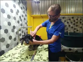  ?? ZACHARY SRNIS — THE MORNING JOURNAL ?? Anne Deliman, owner of The Paw Print and The Back Alley Groomer, grooms a wire-haired Dachshund miniature.