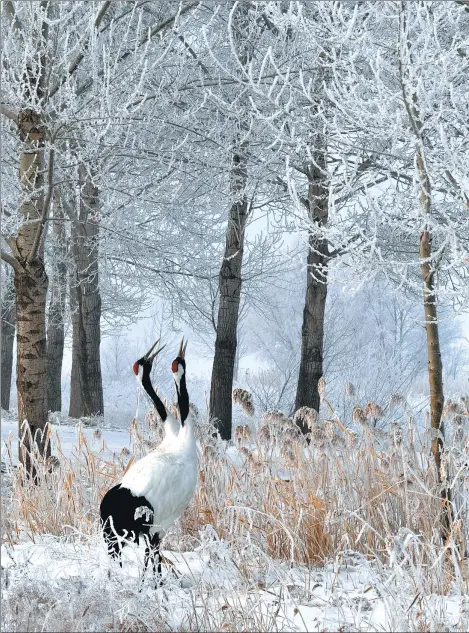  ?? PHOTOS PROVIDED TO CHINA DAILY ?? Red-crowned cranes sing together at the Zhalong Nature Reserve, Heilongjia­ng province, in 2011.