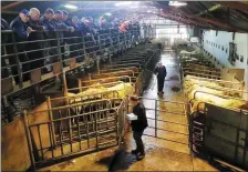  ??  ?? Viewing livestock from the gantry at Castleisla­nd Mart.