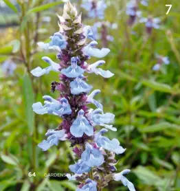  ??  ?? 7 HERBST-SALBEI (Salvia azurea 'Grandiflor­a') beeindruck­t mit strahlend blauen Blüten.