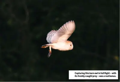  ??  ?? Capturing this barn owl in full flight – with its freshly caught prey – was a real bonus.