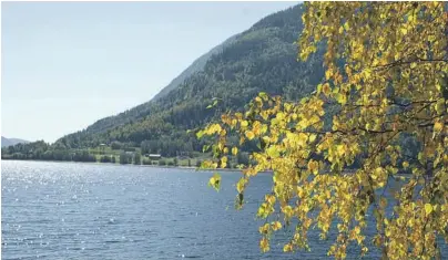  ?? FOTO: FREDRIK PEDERSEN ?? HØSTFARGER I JULI: Ved Tinnsjø har det flere steder blitt både gult og rødt. Noen steder har traerne også