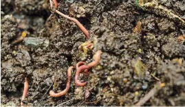  ??  ?? A wormery will turn food and garden waste into nutrient-rich compost