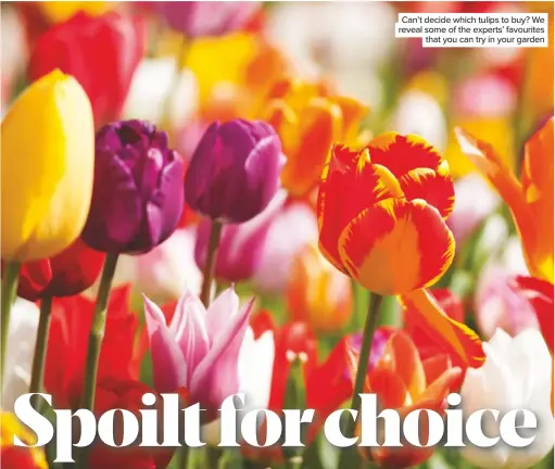  ??  ?? Can’t decide which tulips to buy? We reveal some of the experts’ favourites that you can try in your garden