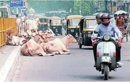  ??  ?? En India hay una auténtica devoción por las vacas