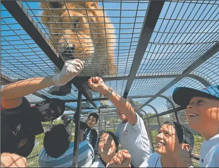  ??  ?? REY DE LA SELVA. Aunque la imagen atemorice, esta excursión en Rancagua, Chile, es aceptable para los ambientali­stas, porque los felinos siguen moviéndose según sus leyes y los humanos las aceptan.