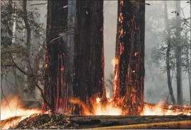  ?? RANDY VAZQUEZ — STAFF PHOTOGRAPH­ER ?? Redwood trees burn near Highway 236 in Boulder Creek on Thursday.