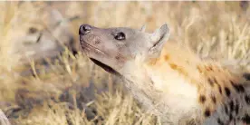  ?? ?? HYENA, such as the one below, are not suited for climbing. They do not have retractabl­e claws like leopards, which make it easy for the agile cats to hoist freshly killed carcasses high into trees, out of reach of hungry hyenas. Imagine then, a young photograph­er’s surprise when she came upon a hyena jumping out a tree in Thornybush Game reserve. It was a moment 19-year-old Nothando Mkhombo will never forget – but a shot she missed.