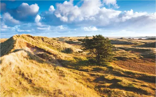  ??  ?? Above: Sand dunes become grass-covered slacks on Holy Island, Lindisfarn­e, Northumber­land. Right: Sea kale flourishes in shingle. Below right: Fiery sea buckthorn is at home on older dunes. Facing page: Who could resist running down the dunes of Camber Sands in East Sussex, feet sinking into their soft warmth?