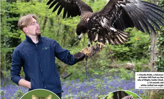  ?? Andrew Matthews/Press Associatio­n ?? > Charlie Rolle, a falconer at Robin Hill Park on the Isle of Wight, holds Chief, a 10-month-old white-tailed sea eagle