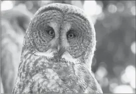  ??  ?? There was no intention by the to hurt the great grey owl, zoo officials have said, adding, “they feel terrible about it.”