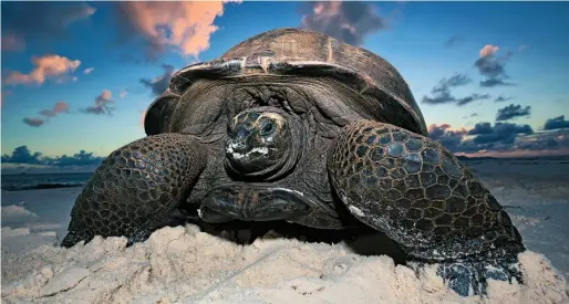  ??  ?? Żyjący na Seszelach żółw olbrzymi (Aldabrache­lys gigantea)
ma podobne rozmiary jak żółwie słoniowe z Galapagos.