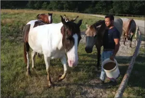  ?? The Sentinel-Record/Richard Rasmussen ?? FEEDING TIME: Joe Vasquez feeds horses Friday that Hot Springs Animal Services wants to adopt out to a good home. The former owner forfeited the horses and donkey after felony aggravated cruelty to animals charges were filed against her last year.