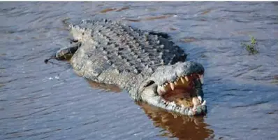  ?? ?? Crocodile