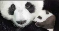  ?? DISNEYNATU­RE ?? A mother panda and her cub are smong the stars of “Born in China.”