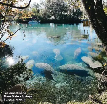  ??  ?? Les lamantins de Three Sisters Springs à Crystal River.