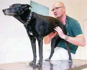  ?? FOTO: OLA ?? Dr. Peter Engelhardt untersucht einen Hund. Sie leiden besonders häufig unter Magen- und Darmproble­men. Manchmal haben sie etwas Falsches gefressen, aber auch eine Infektion kann der Grund sein.